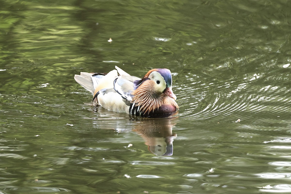 Canard mandarin - ML644691467