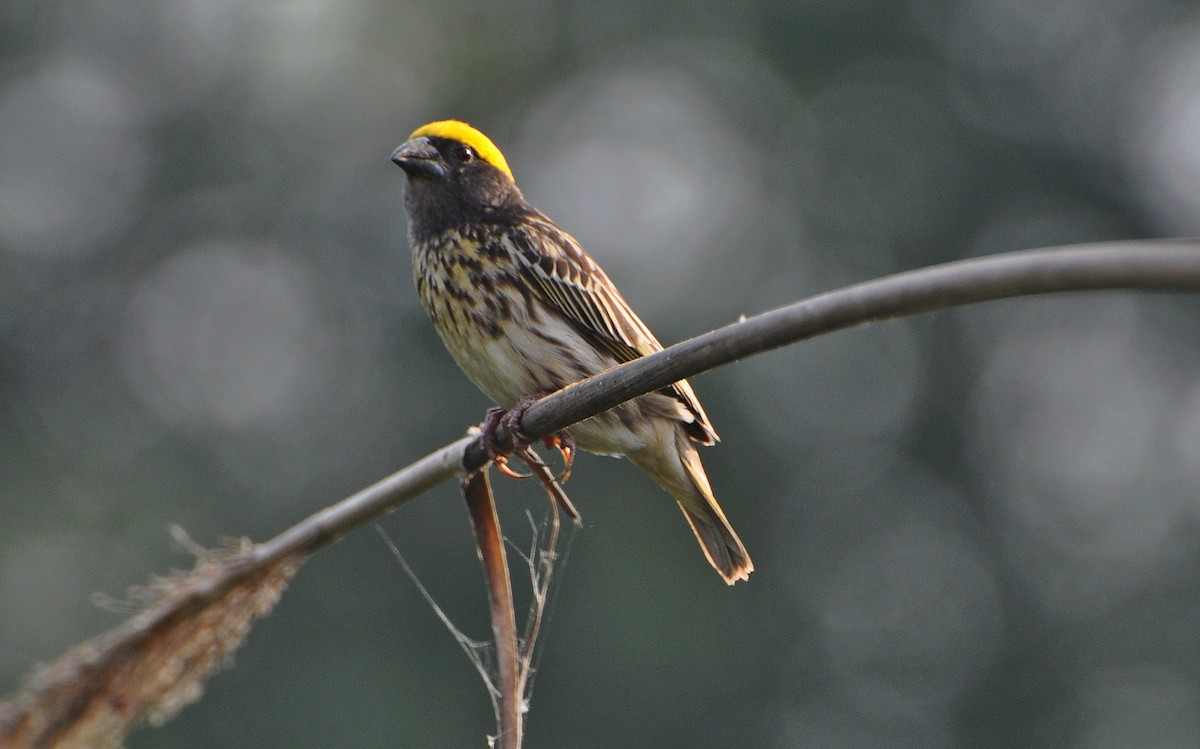 stripevever - ML644691470