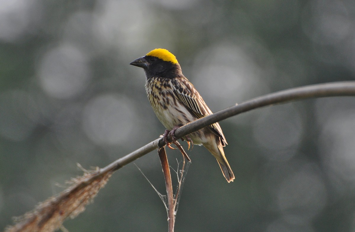 stripevever - ML644691471