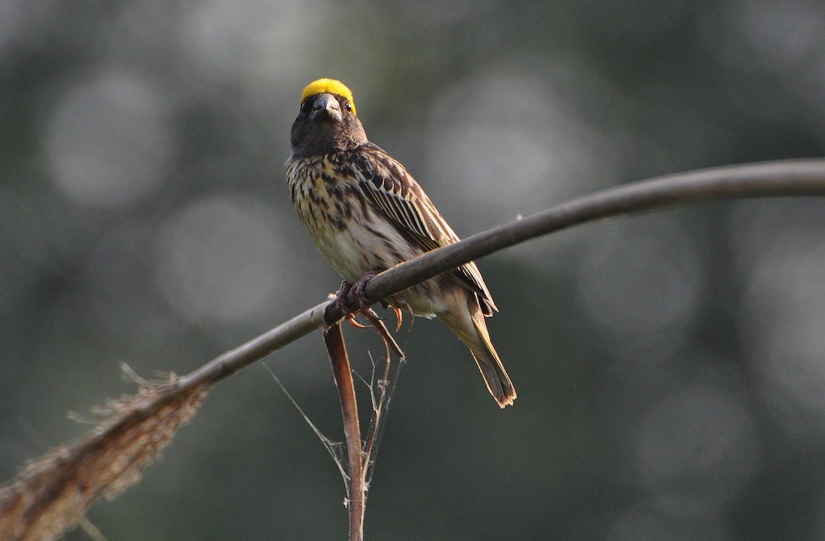 stripevever - ML644691472