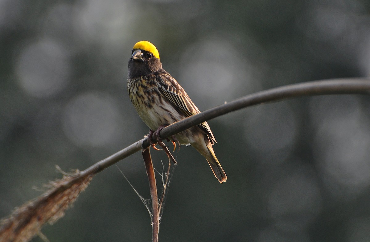 stripevever - ML644691473