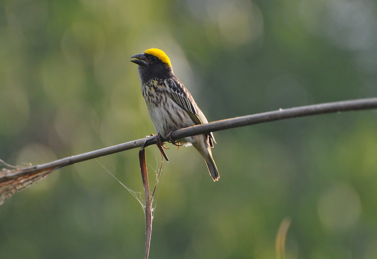 stripevever - ML644691474