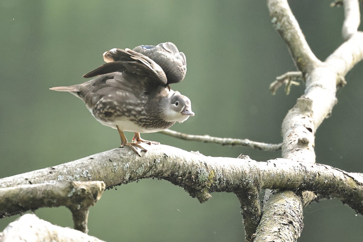 Canard mandarin - ML644691475