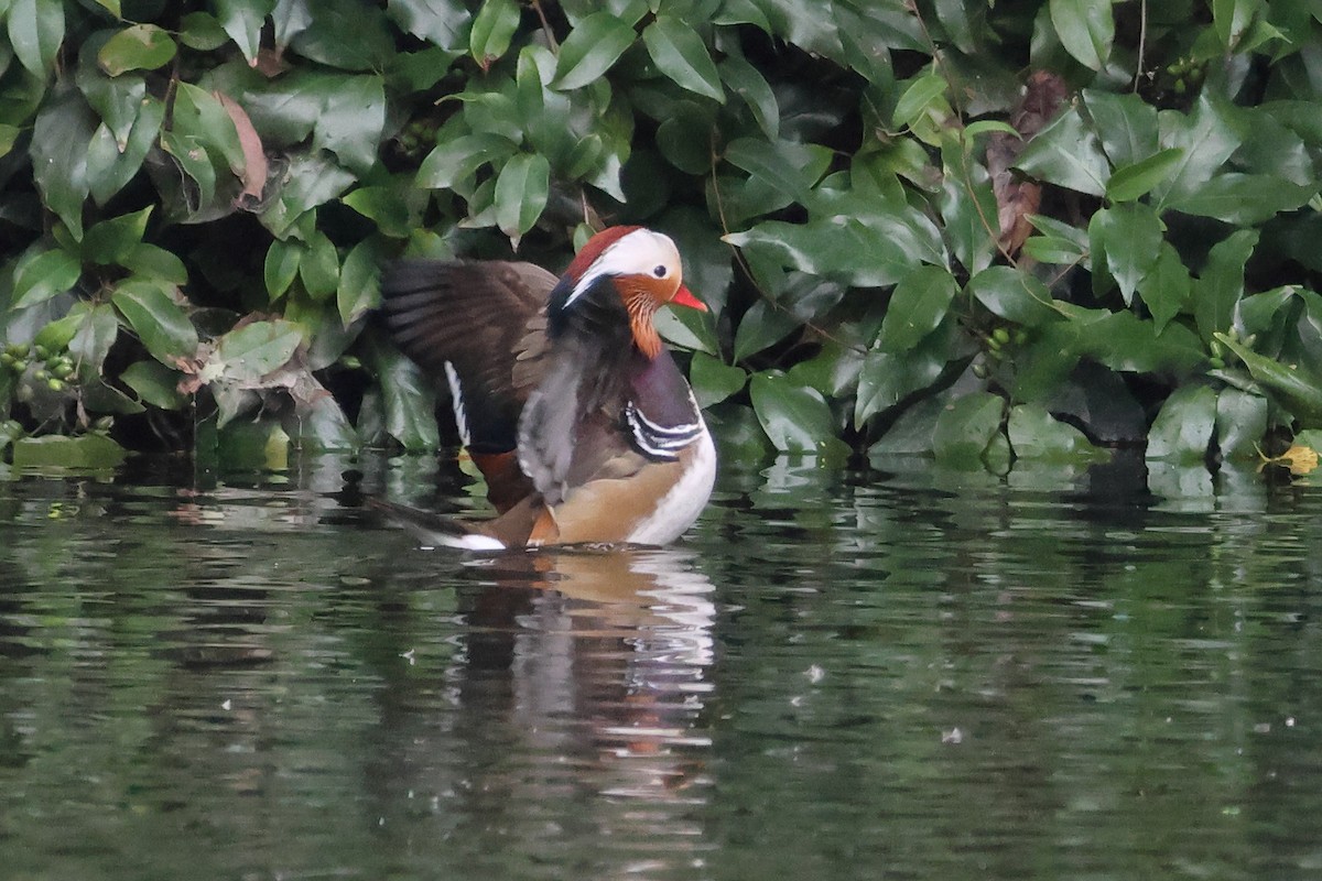 Mandarin Duck - ML644691481