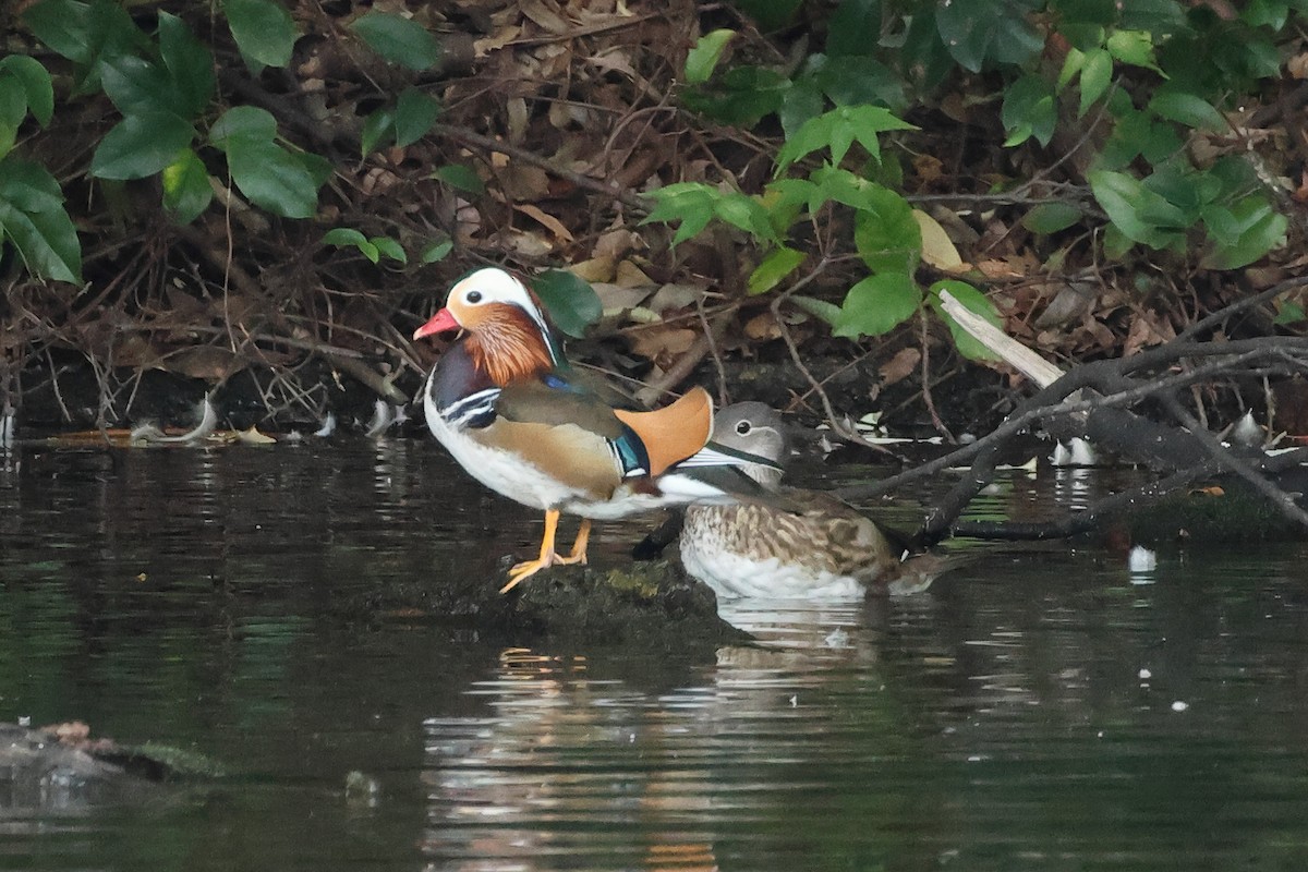 Mandarin Duck - ML644691483