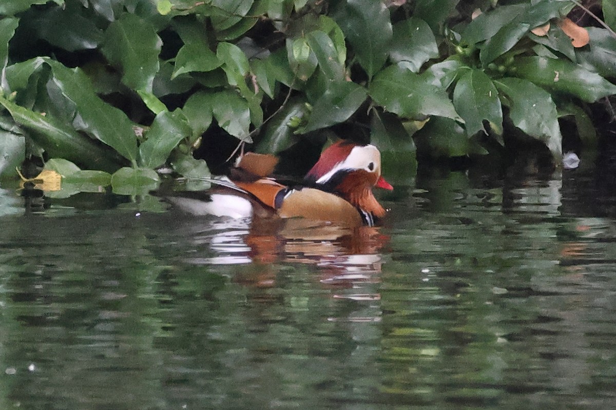 Mandarin Duck - ML644691484