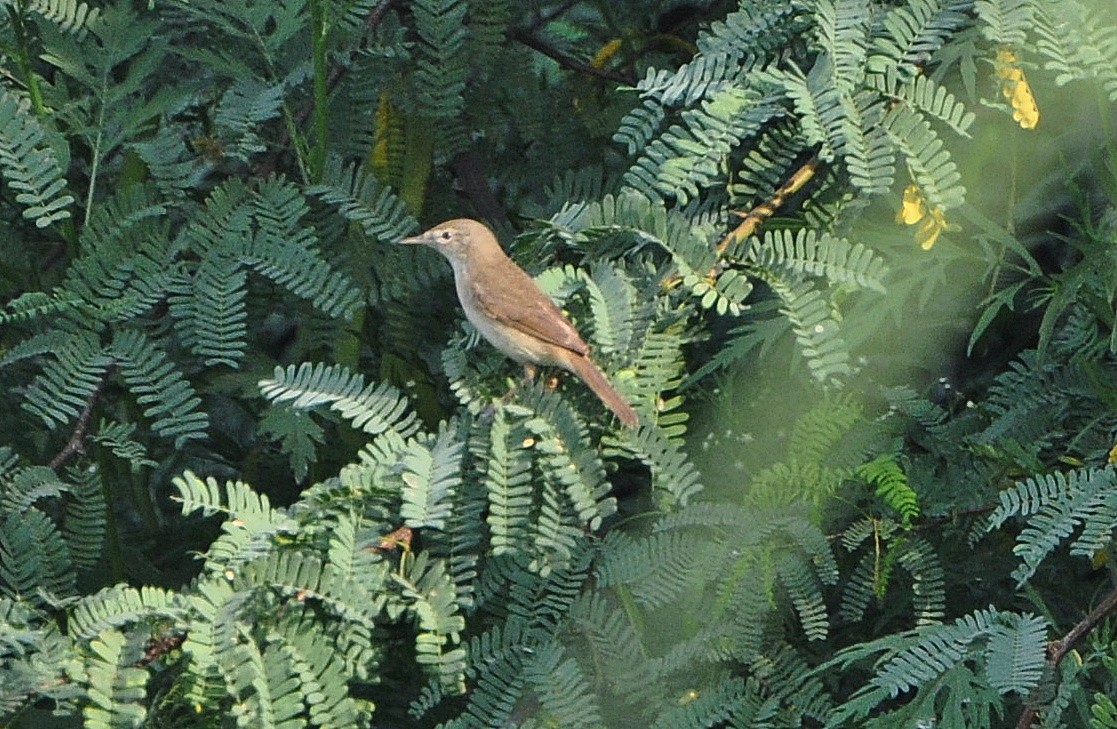 busksanger - ML644691485