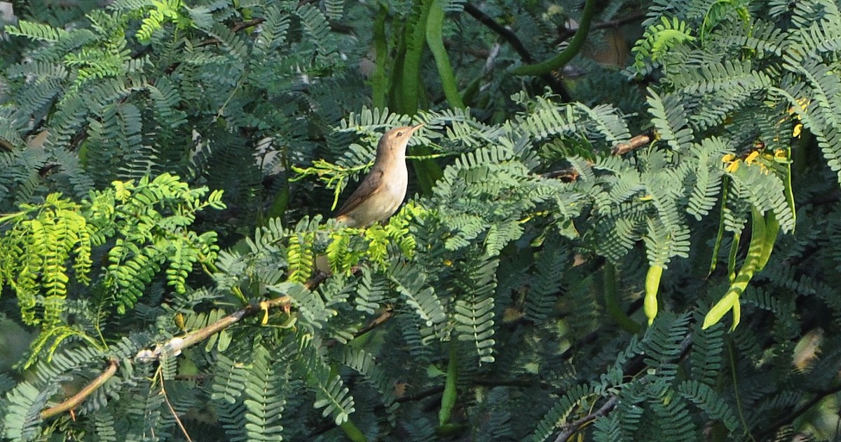 busksanger - ML644691486