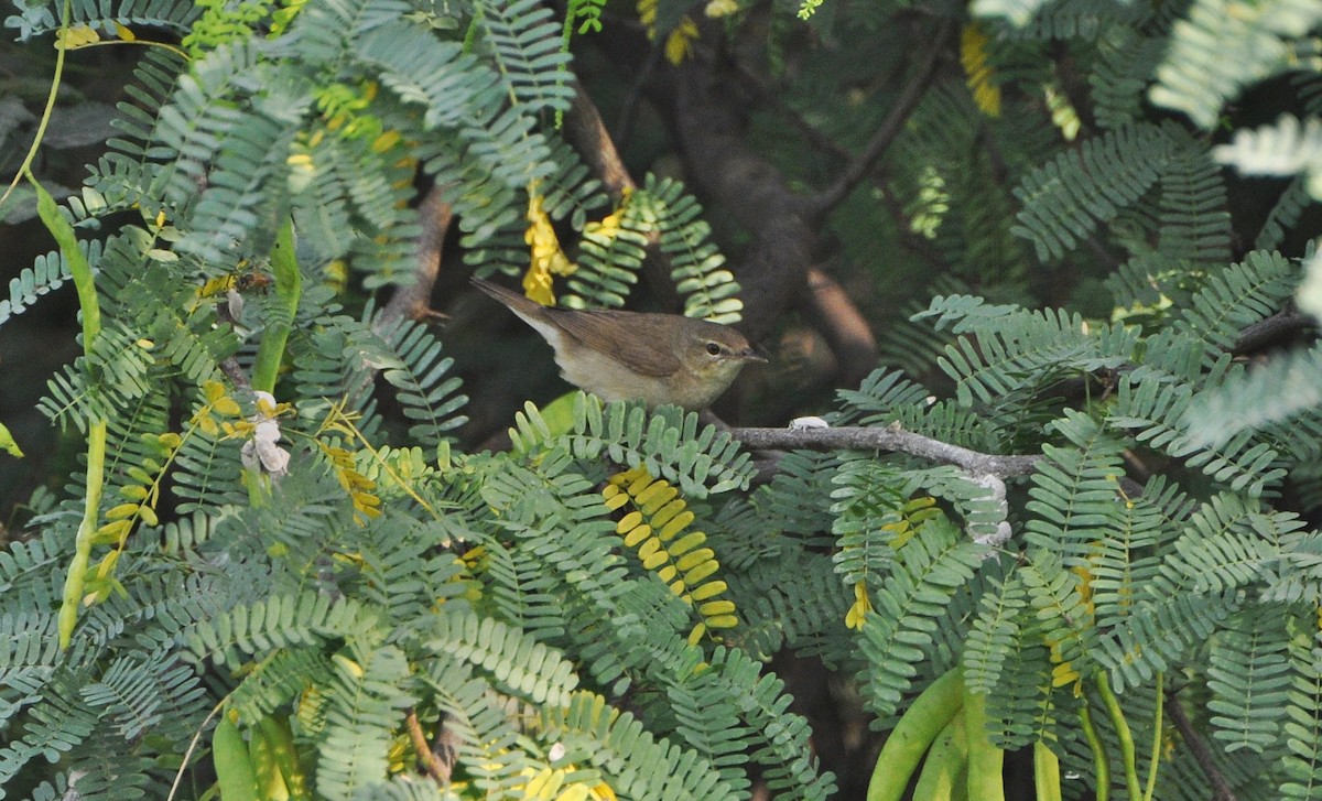 busksanger - ML644691487