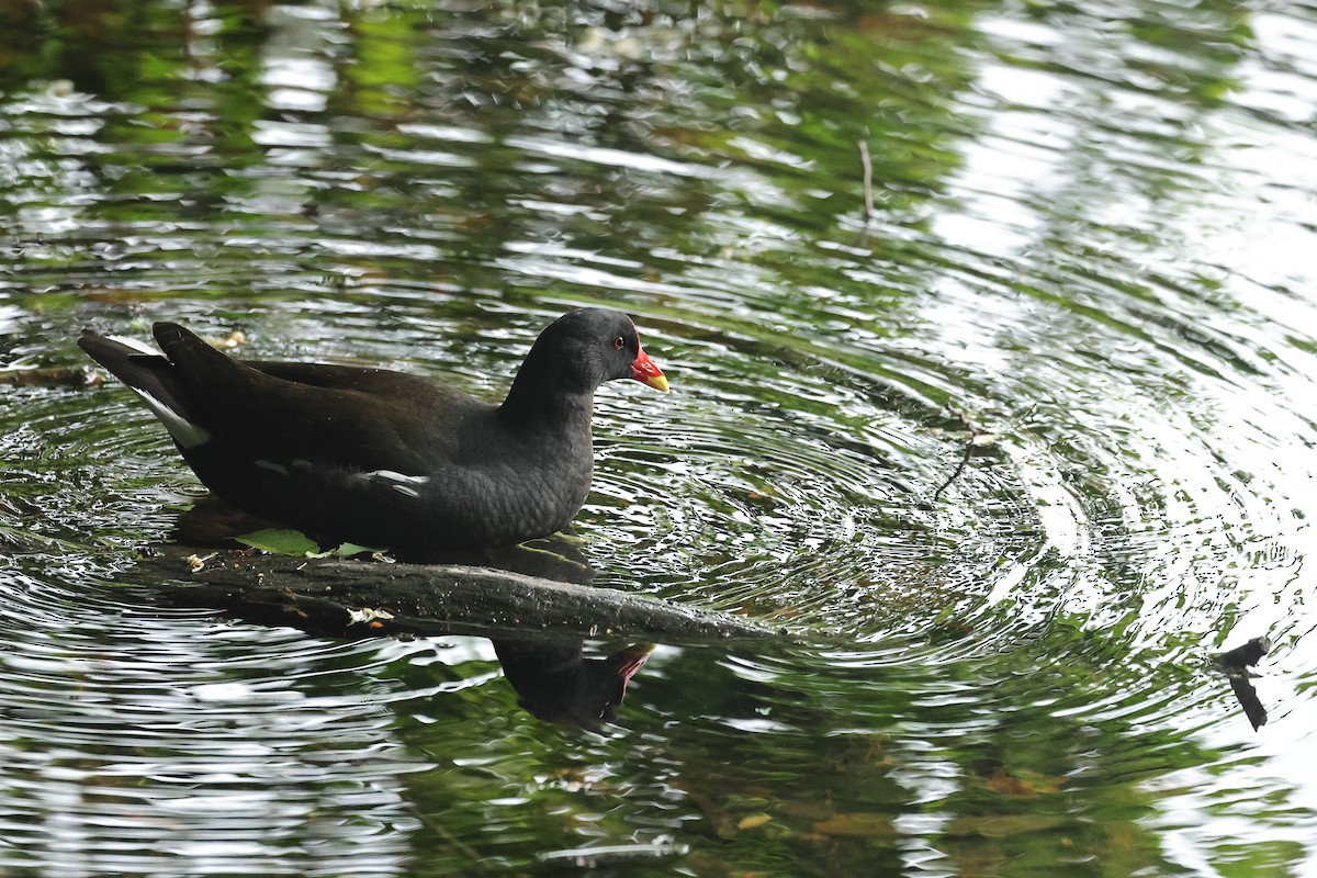 Gallinule poule-d'eau - ML644691488