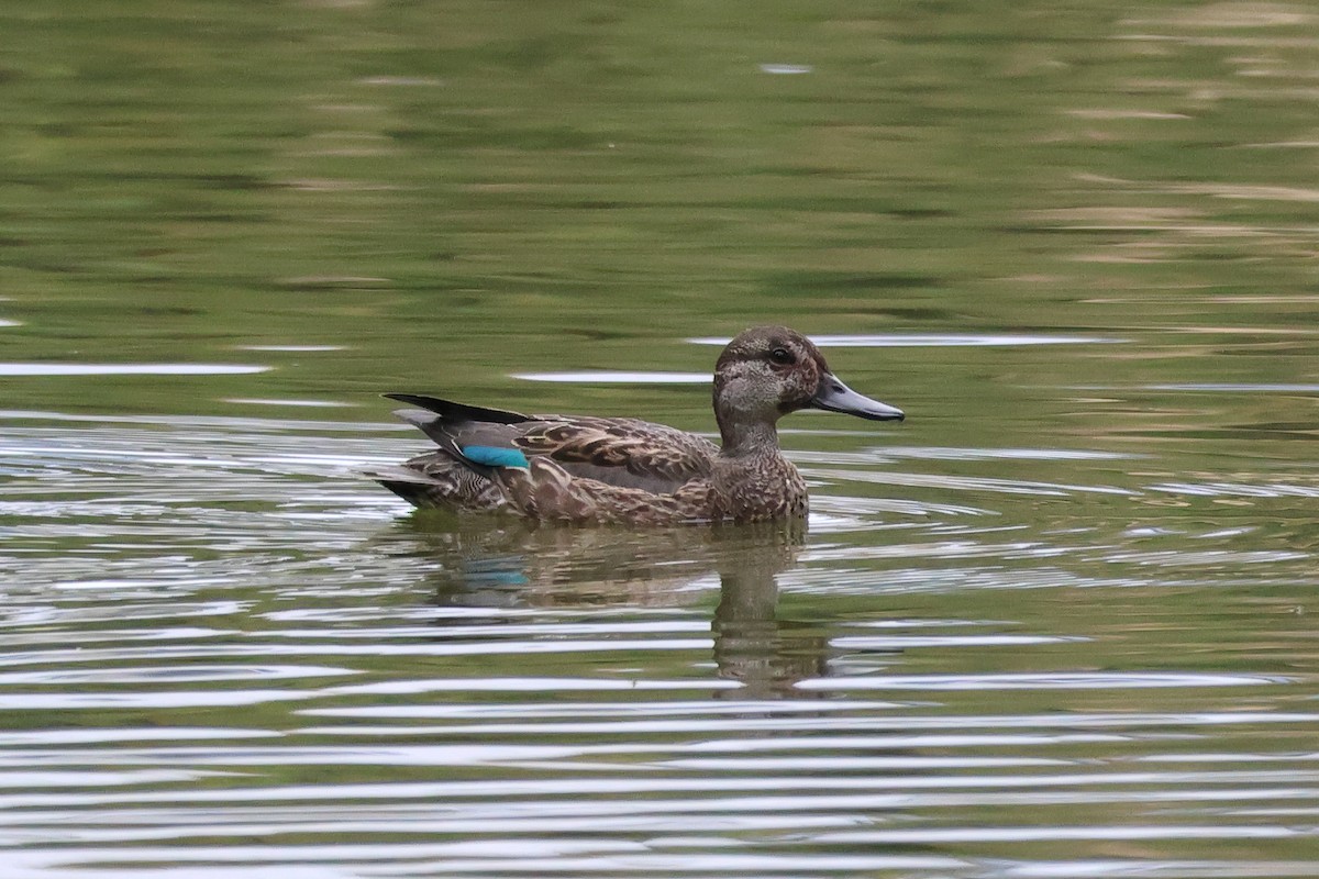 小水鴨 - ML644691490