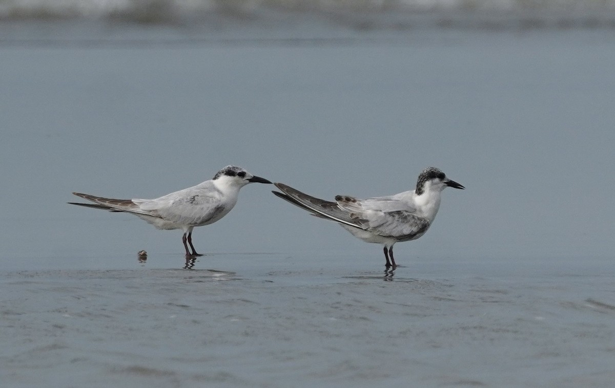 クロハラアジサシ - ML644691491