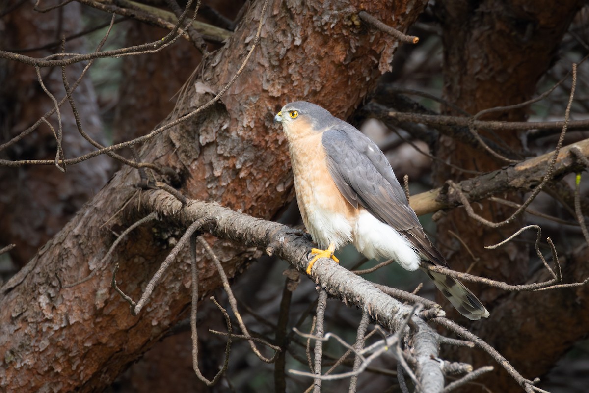 Rufous-breasted Sparrowhawk - ML644691493