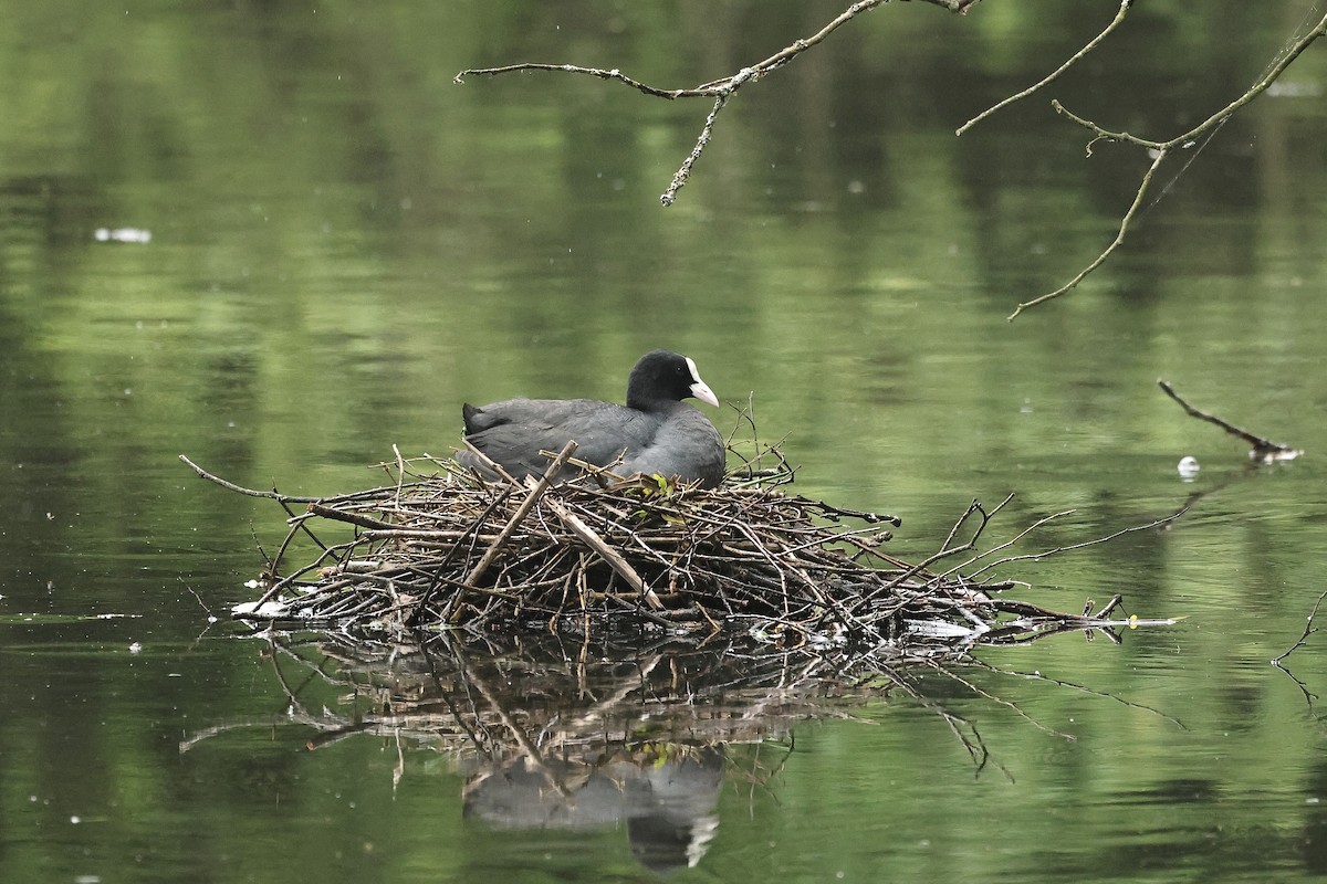 Foulque macroule - ML644691494