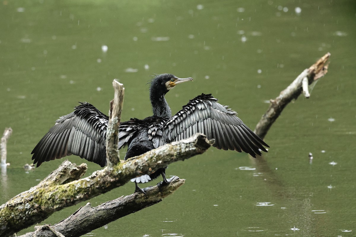 Grand Cormoran - ML644691502