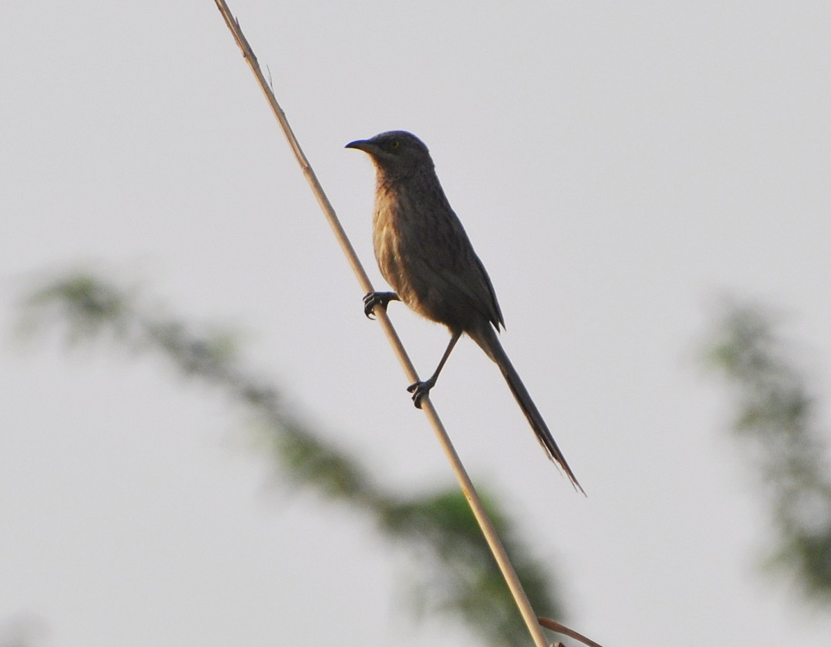 flodskriketrost - ML644691506