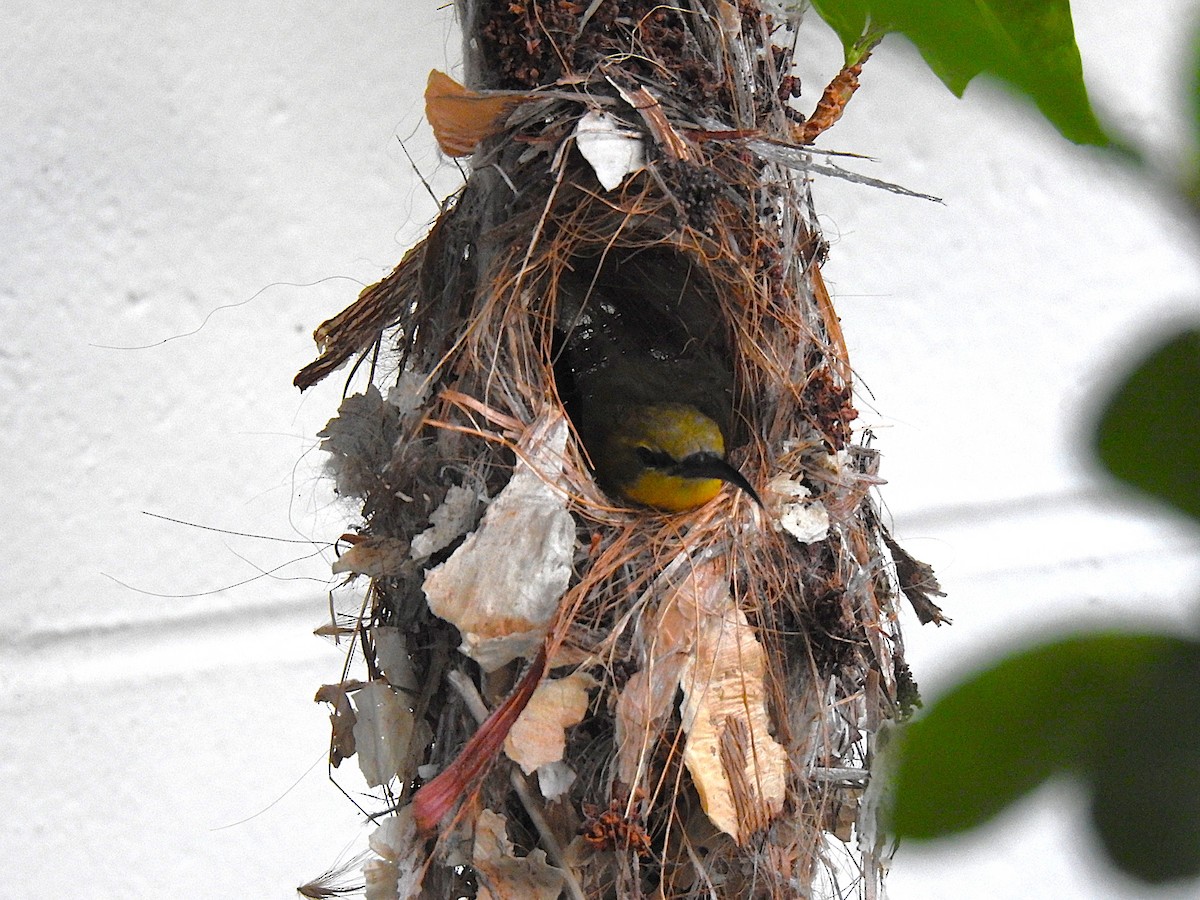 Sahul Sunbird - ML644691507