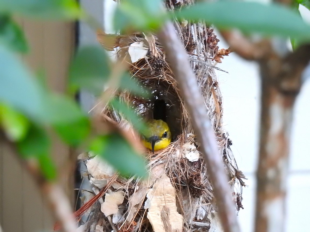 Sahul Sunbird - ML644691509