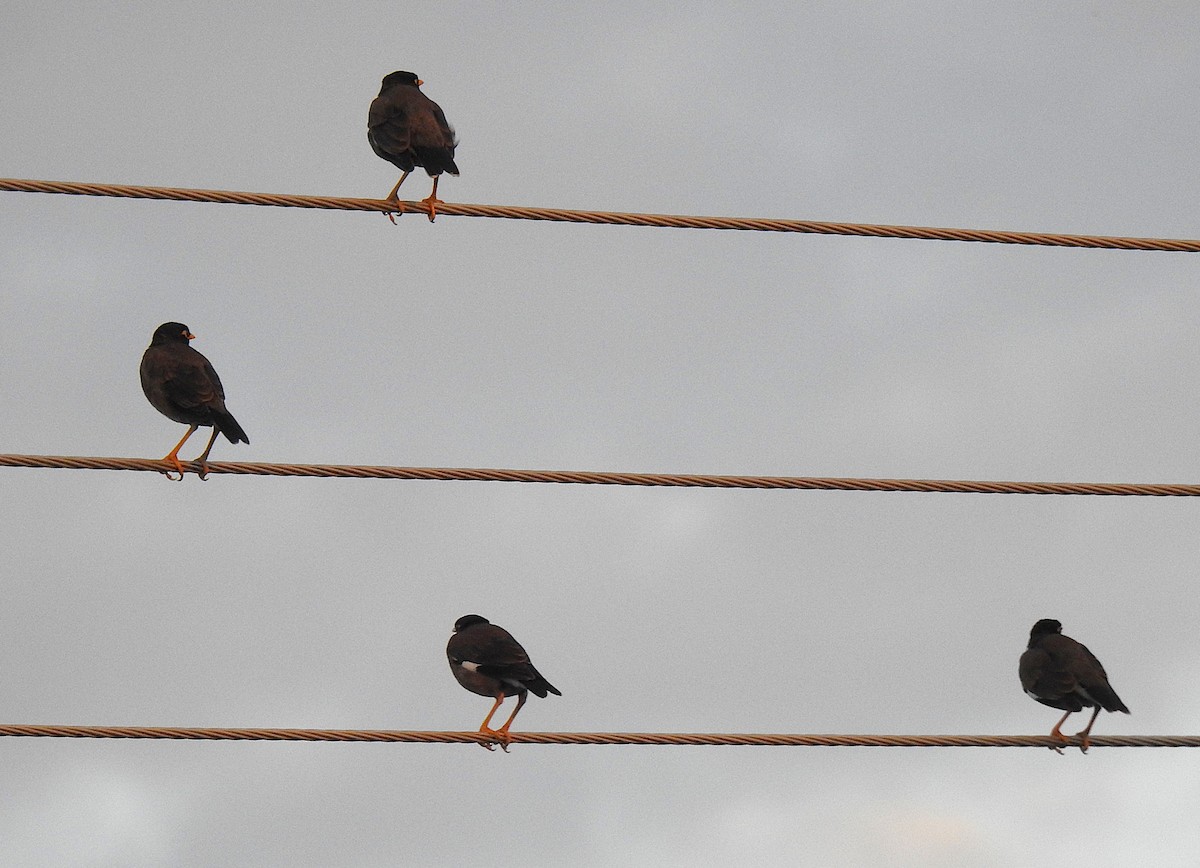 インドハッカ - ML644691511