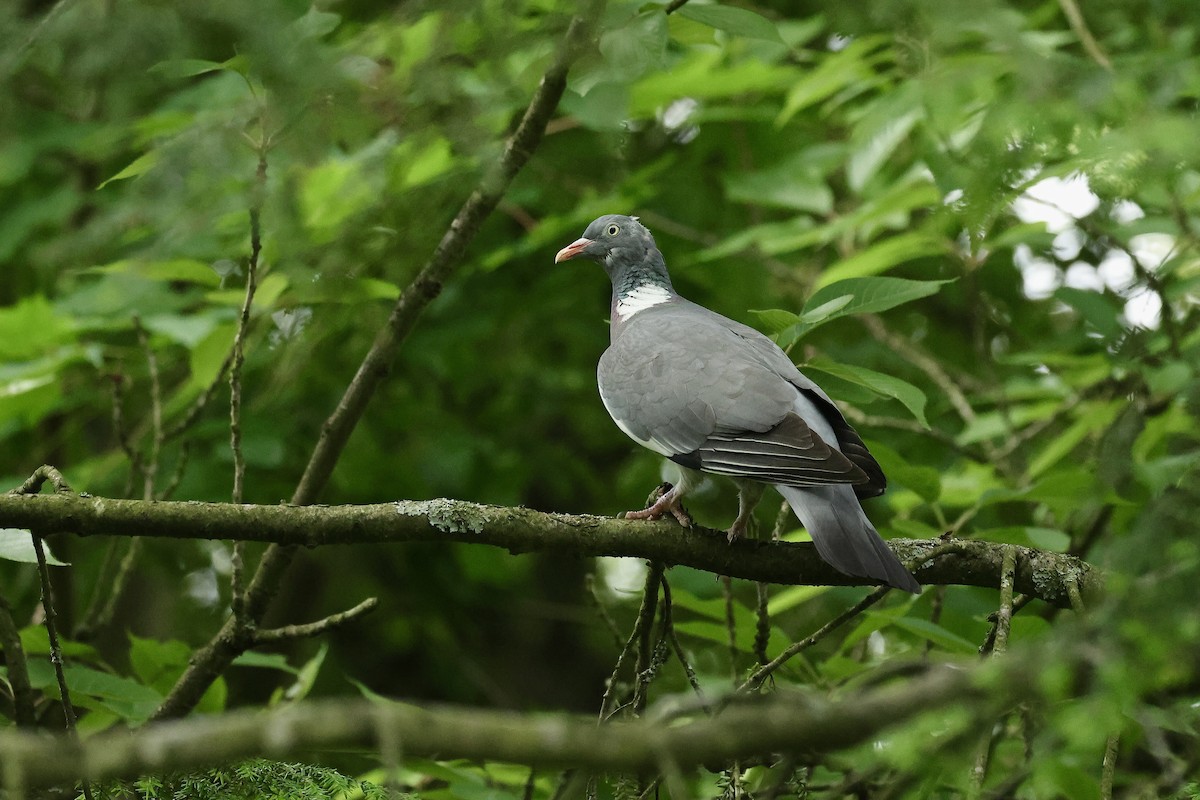 Pigeon ramier - ML644691512