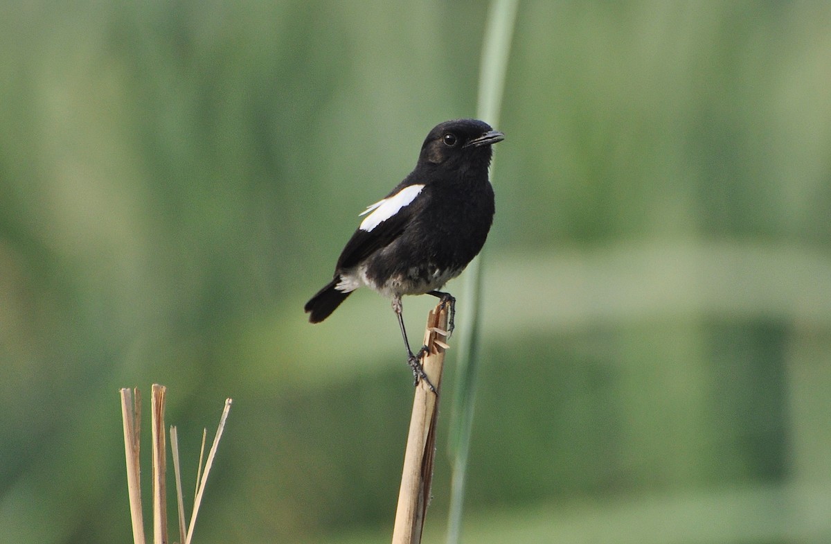 svartskvett - ML644691514