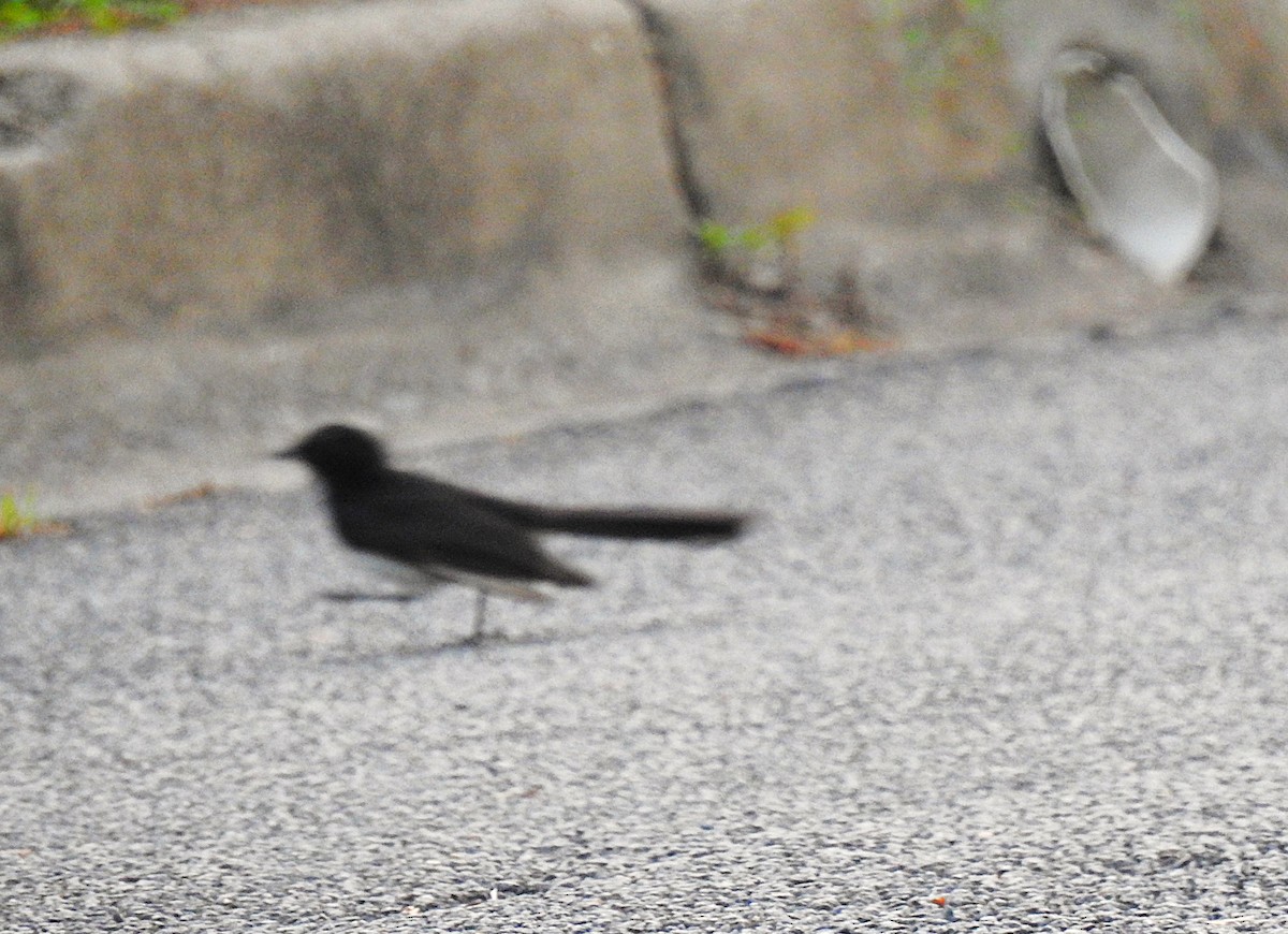 Чёрно-белая веерохвостка - ML644691516