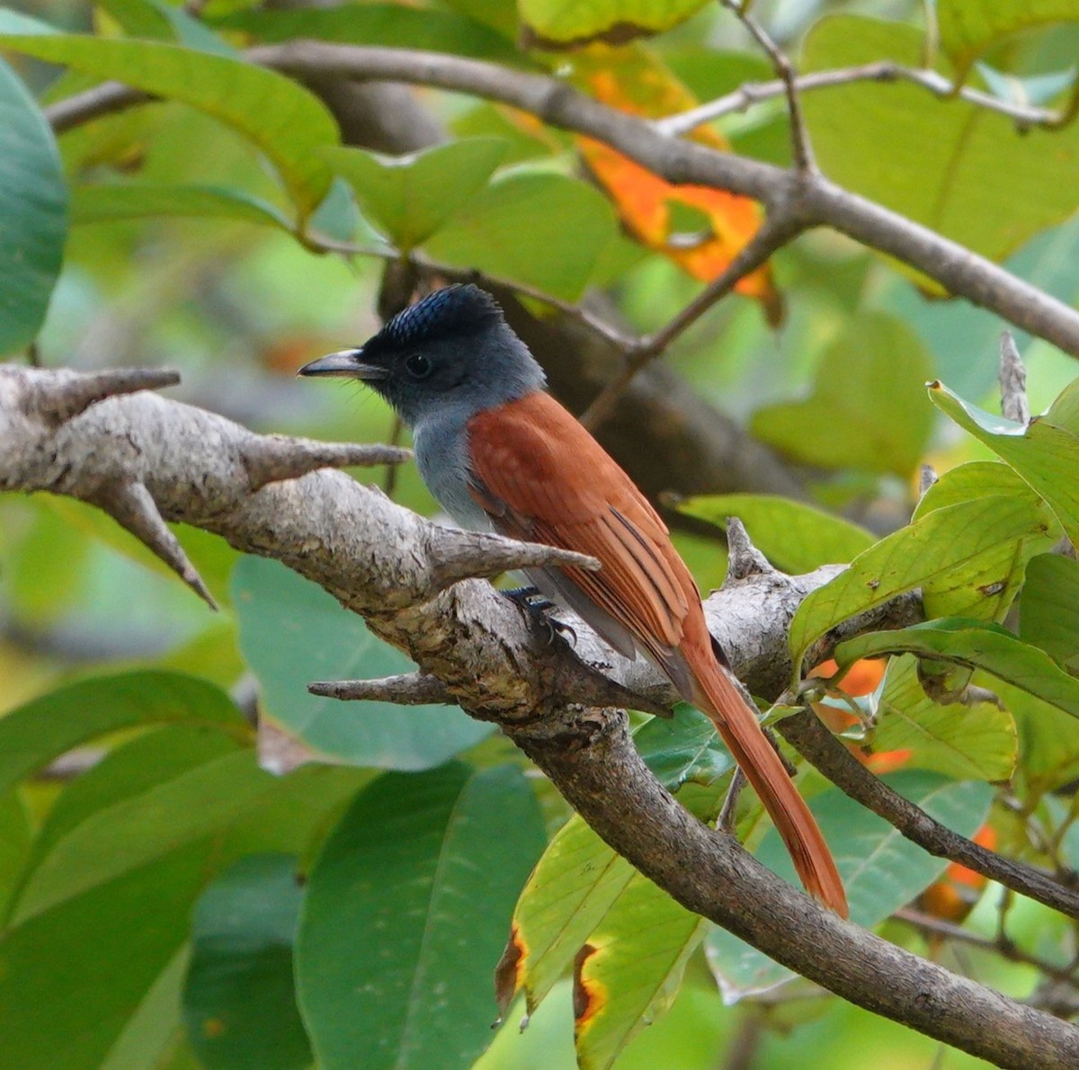 Tchitrec de Blyth - ML644691521