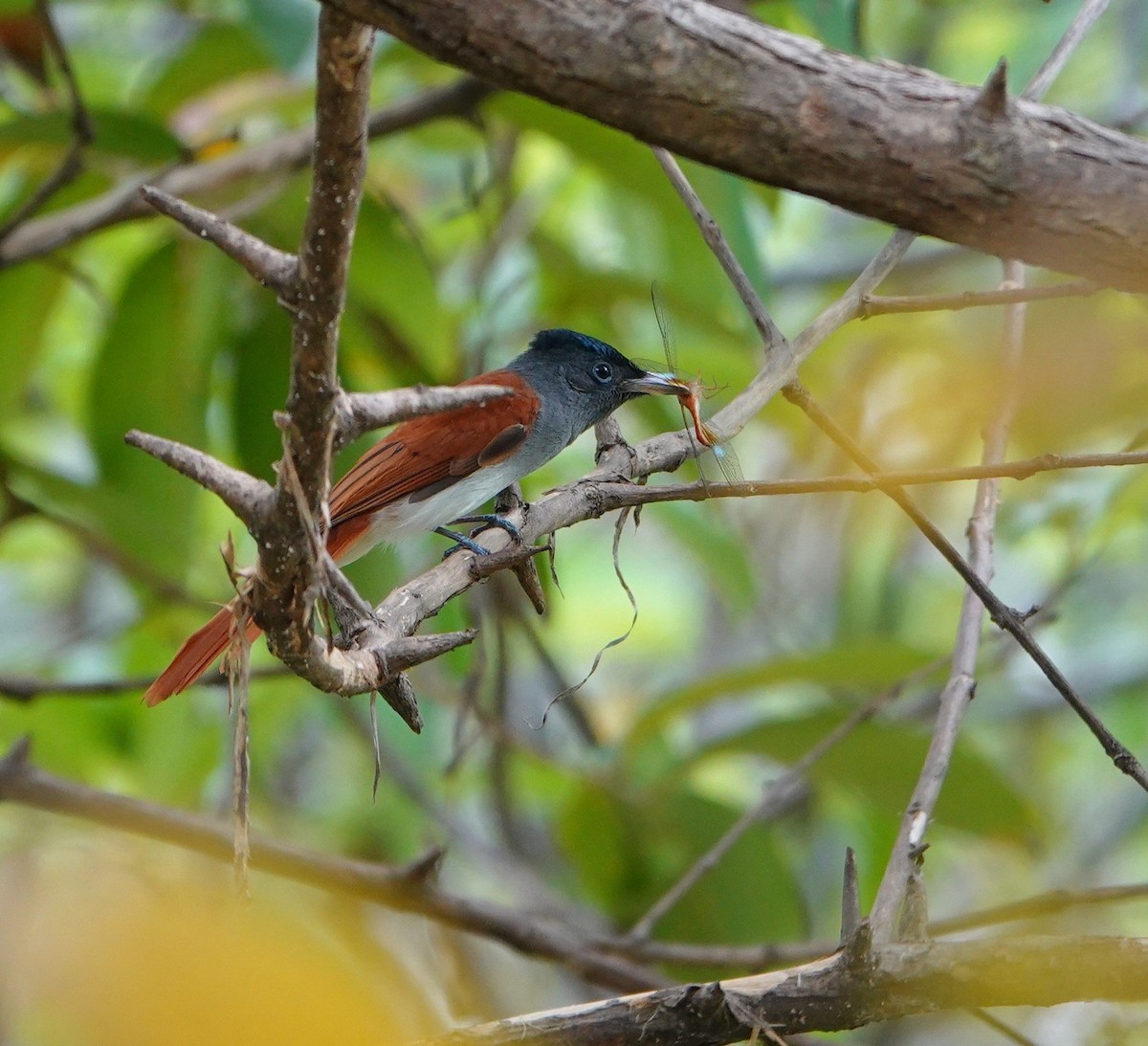 Tchitrec de Blyth - ML644691522