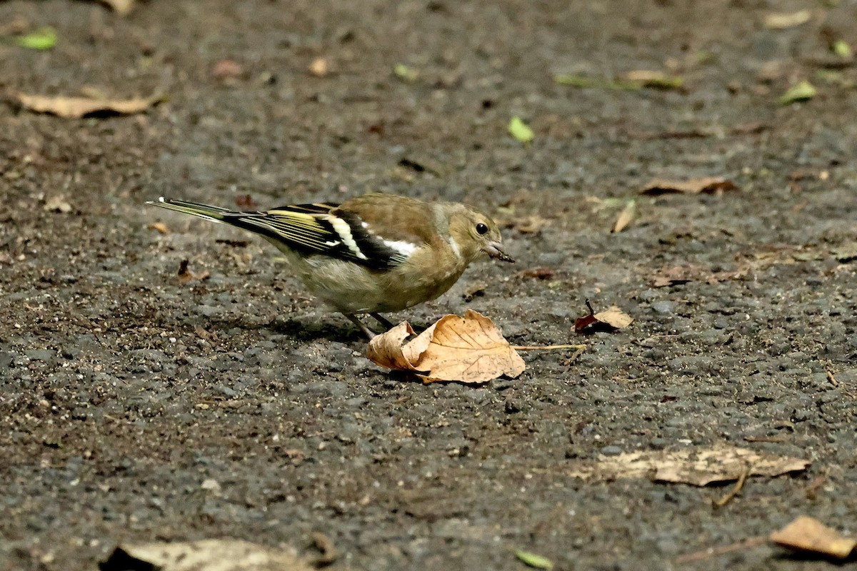 Pinson des arbres - ML644691530