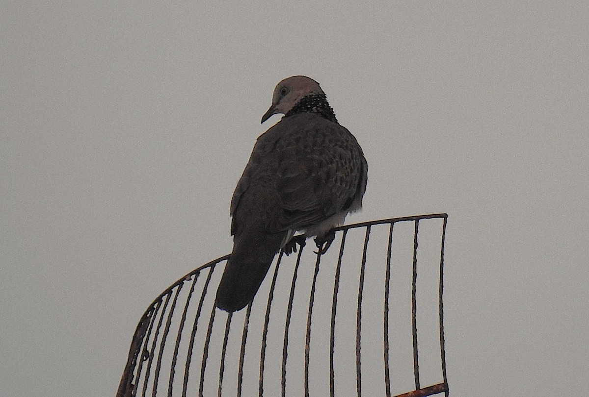 カノコバト - ML644691536