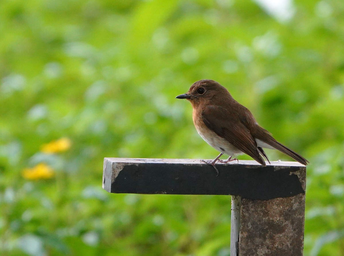 koboltfluesnapper - ML644691539