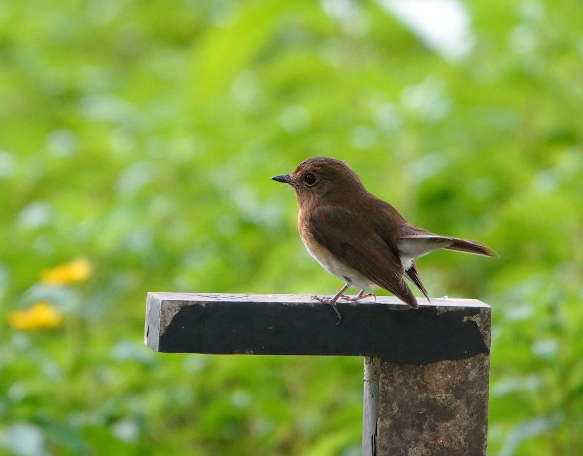 koboltfluesnapper - ML644691540