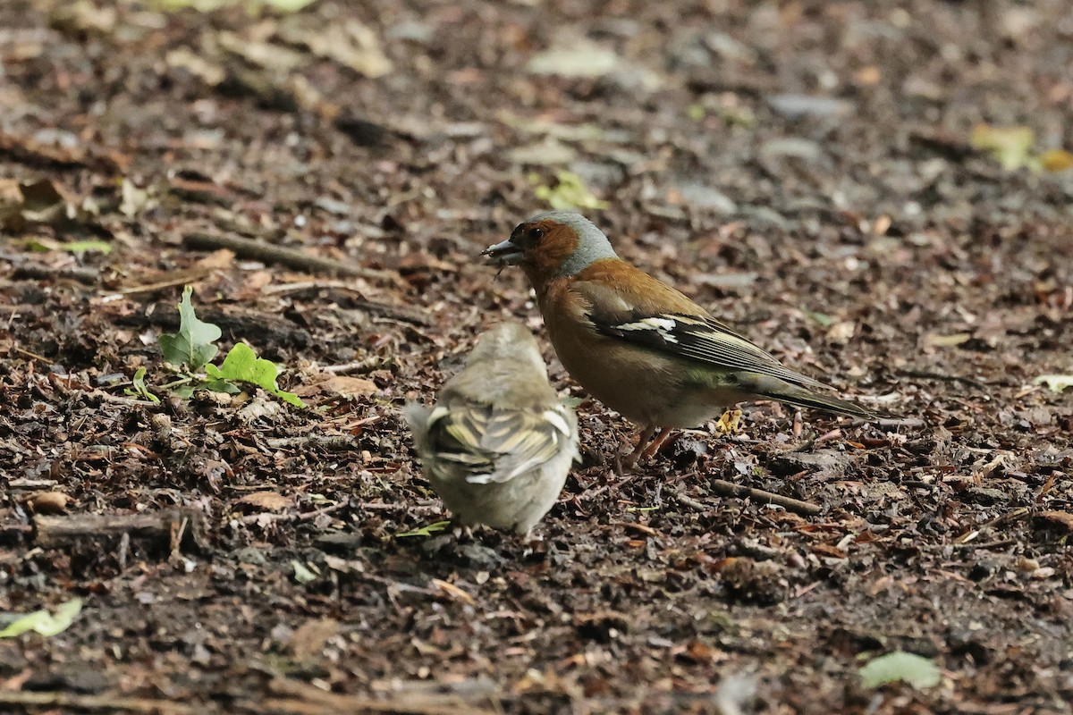 Pinson des arbres - ML644691550