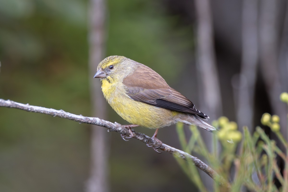 ケープヒワ - ML644691552