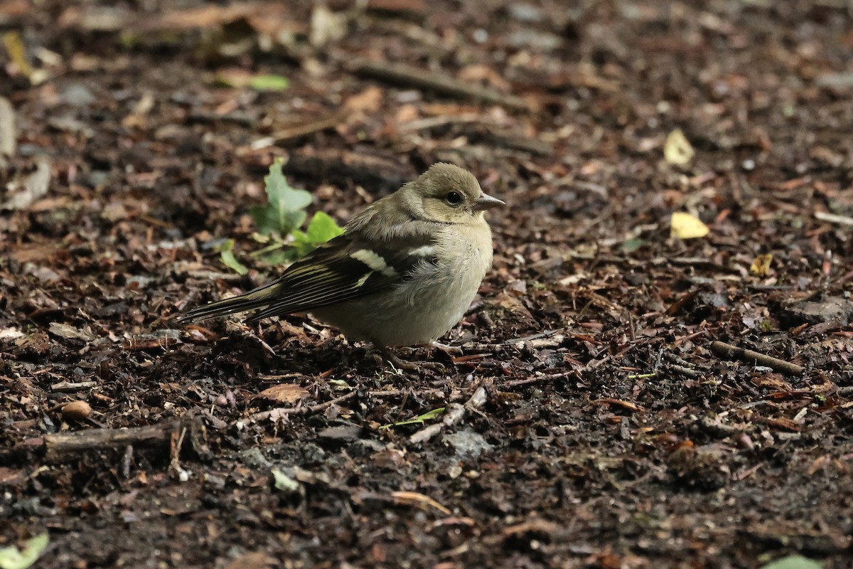 Pinson des arbres - ML644691558