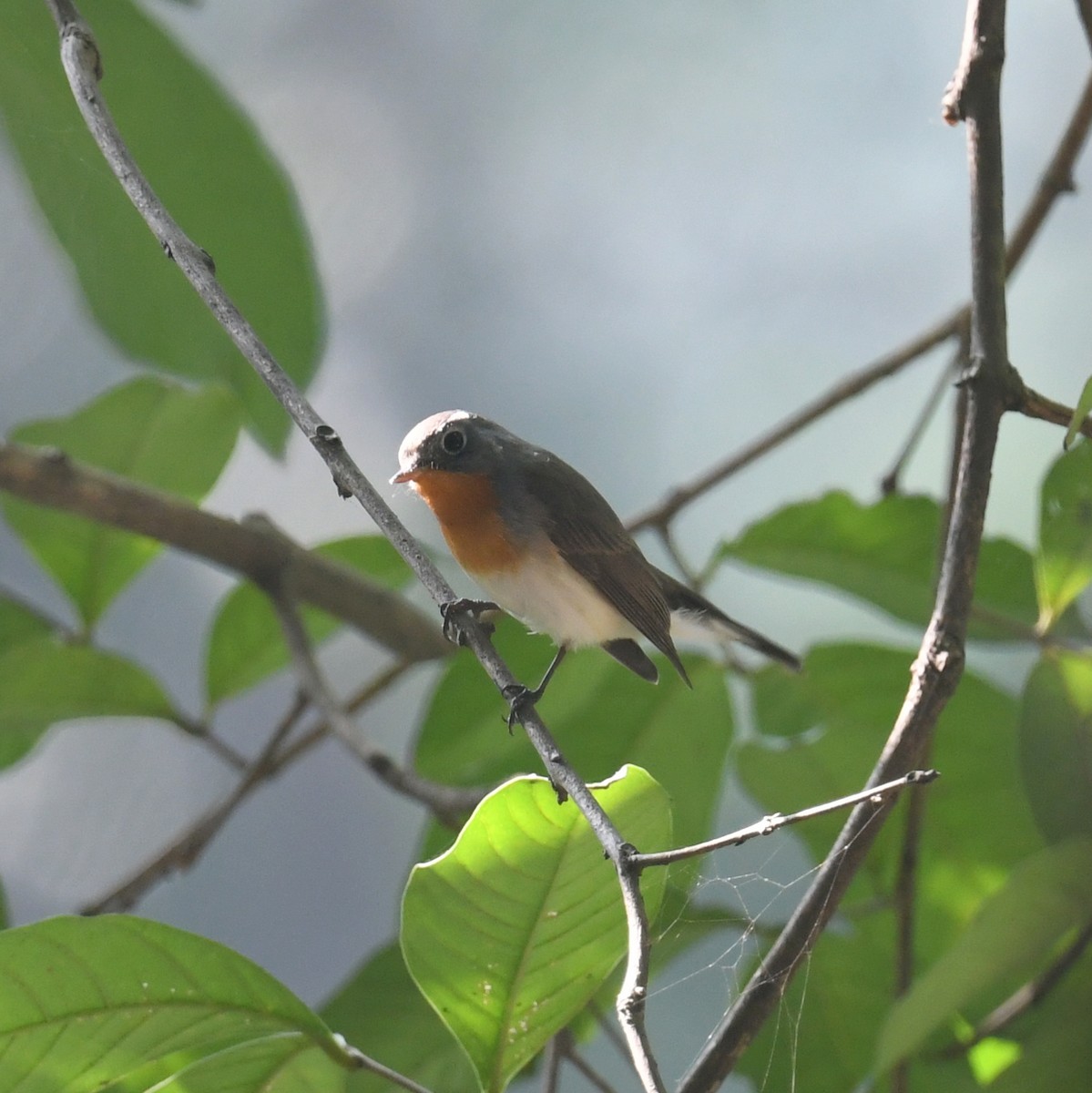 Малая мухоловка - ML644691559