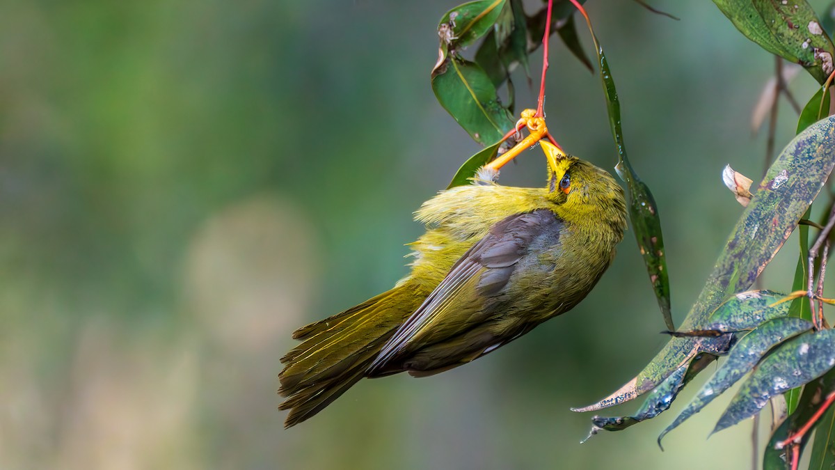 bjellehonningeter - ML644691560