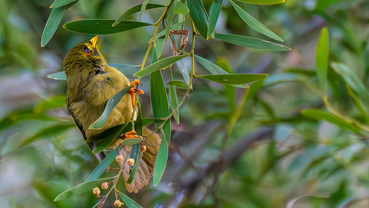 bjellehonningeter - ML644691561