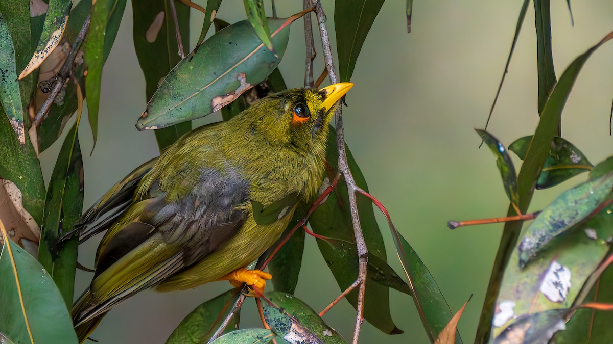 bjellehonningeter - ML644691562