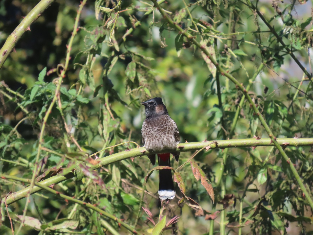 rødgumpbylbyl - ML644691580