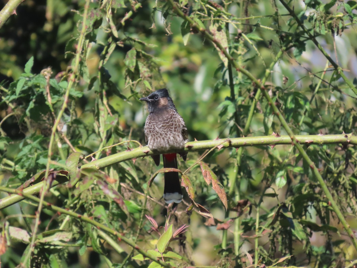 rødgumpbylbyl - ML644691581