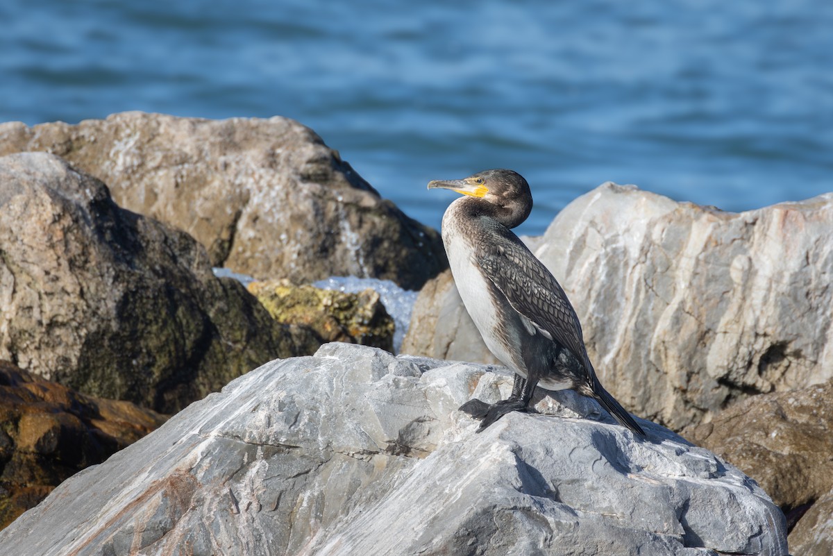 Большой баклан - ML644691586