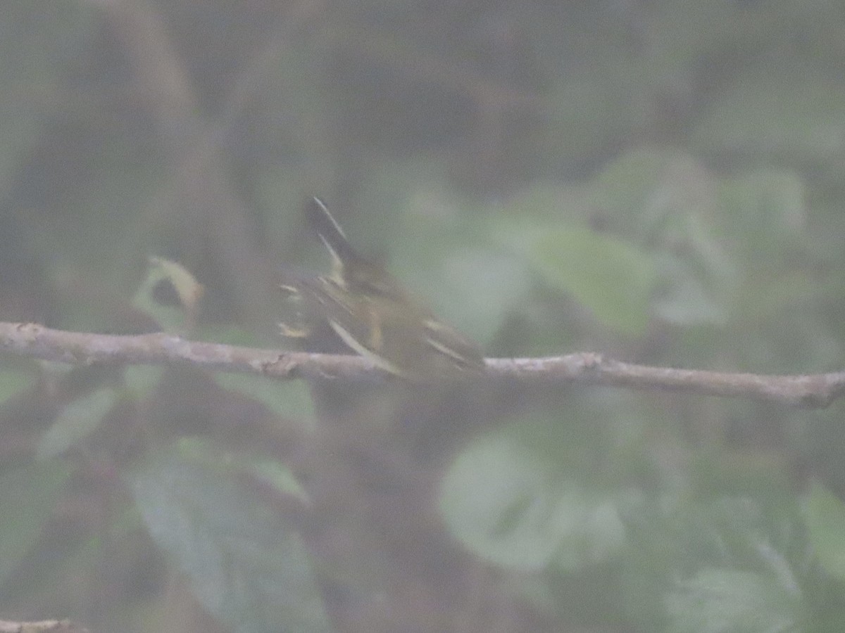 チャバネムシクイ - ML644691591