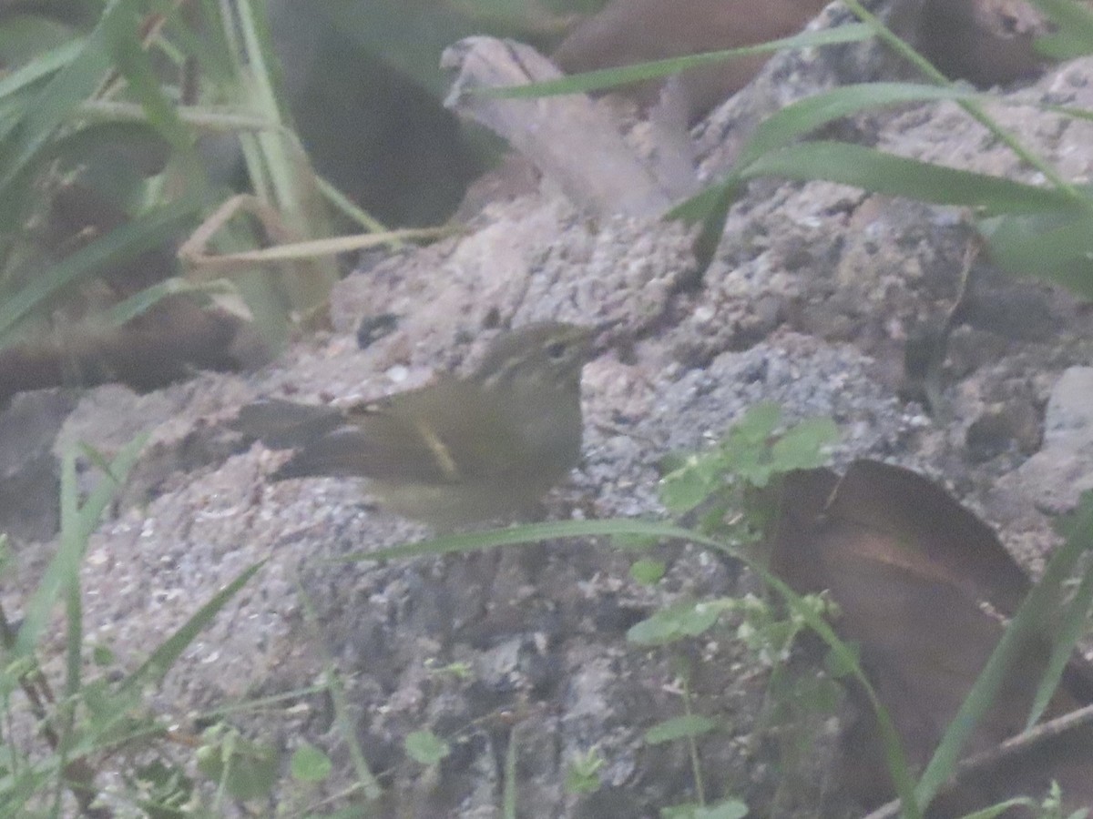 チャバネムシクイ - ML644691592