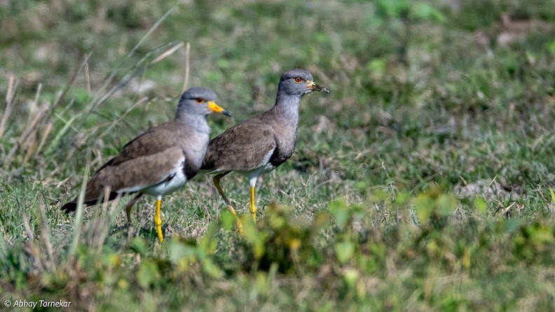 Gri Başlı Kızkuşu - ML644691593