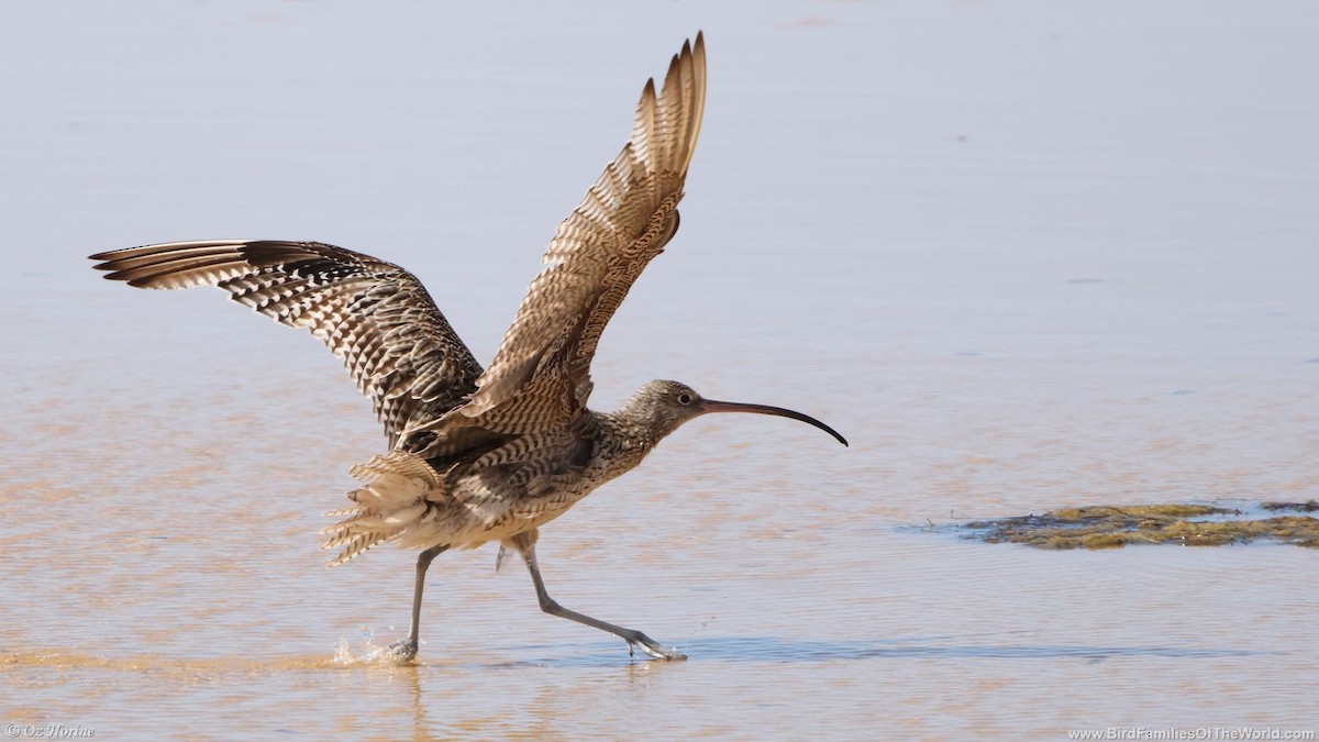 Far Eastern Curlew - ML644691603