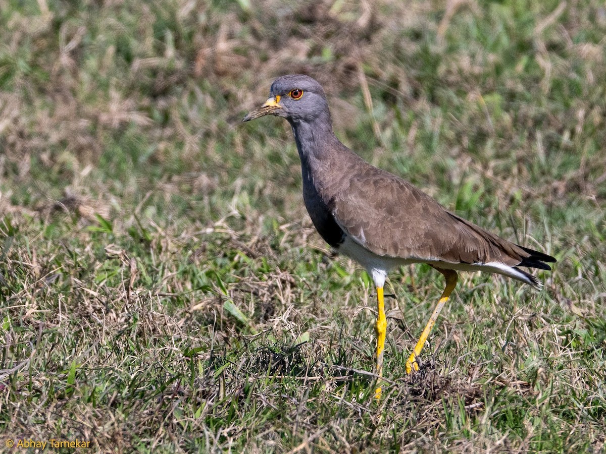 Gri Başlı Kızkuşu - ML644691608