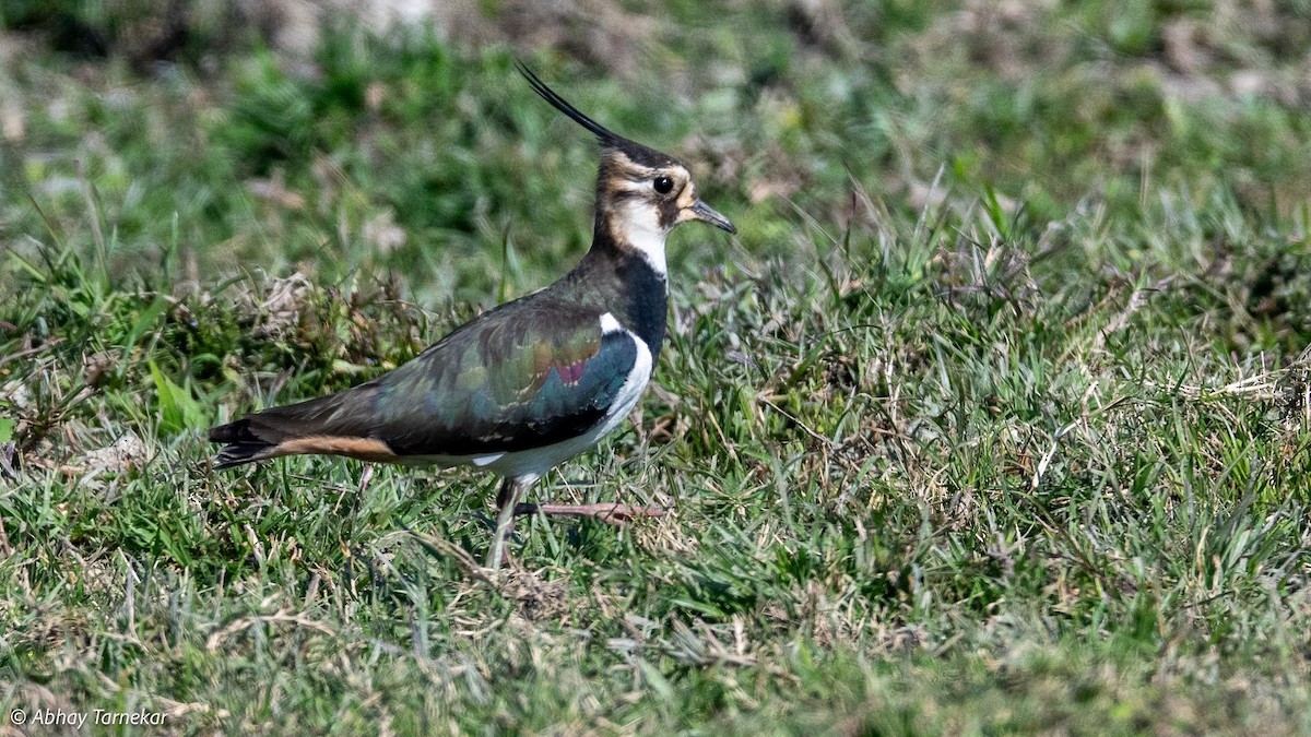 Kızkuşu - ML644691610