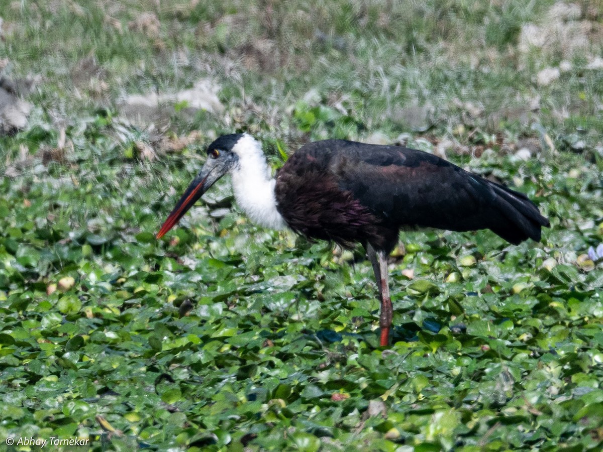 Asya Keşiş Leyleği - ML644691616