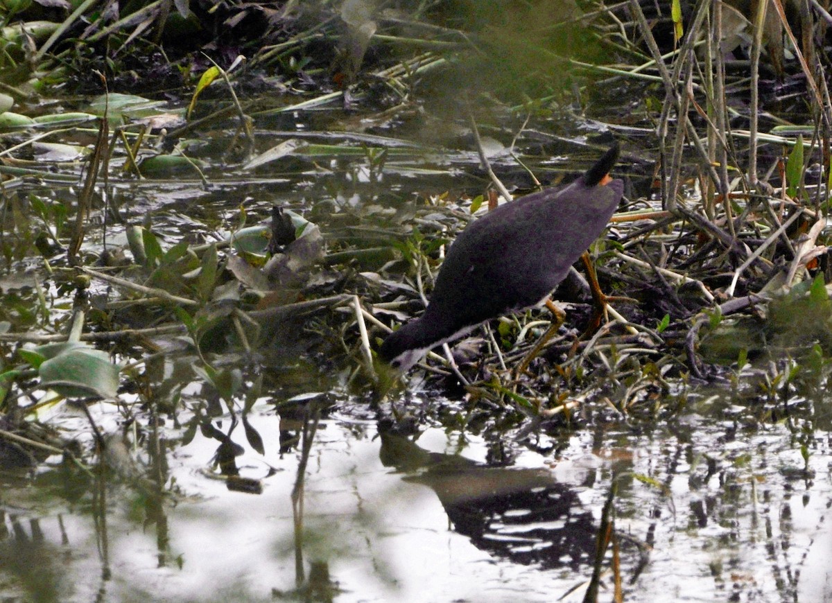 hvitbrystrikse - ML644691617